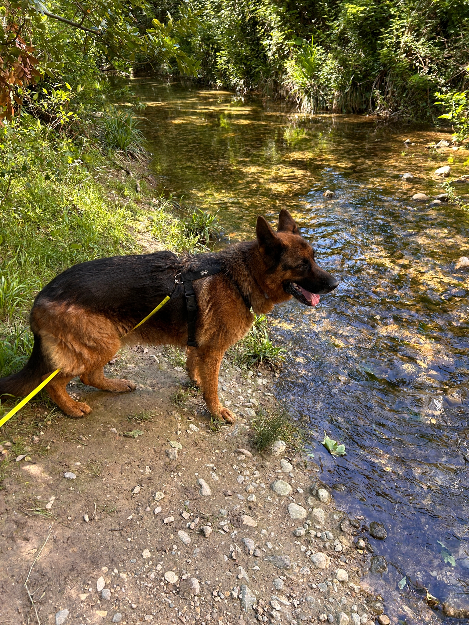Photo Dog'In