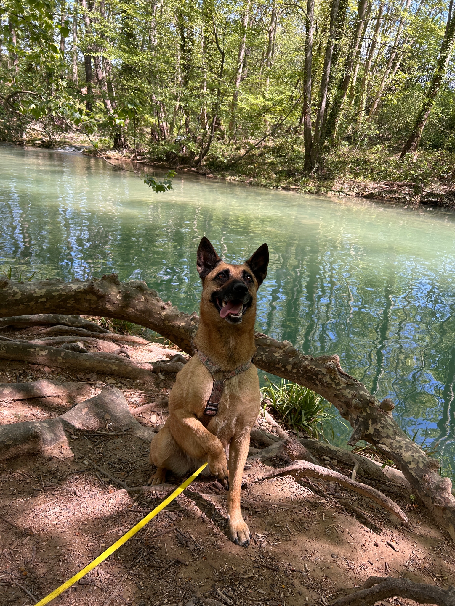 Photo Dog'In