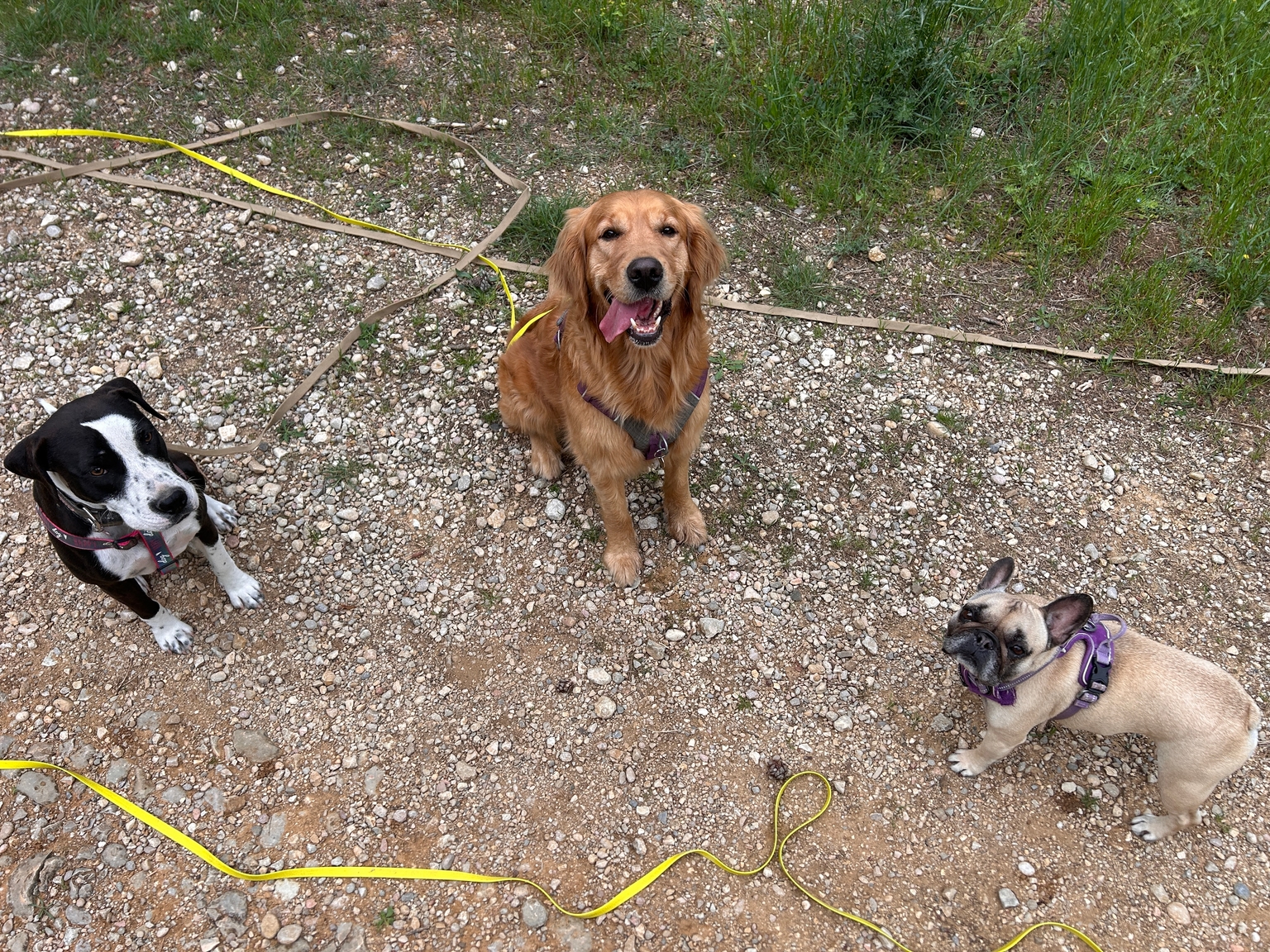 Photo Dog'In