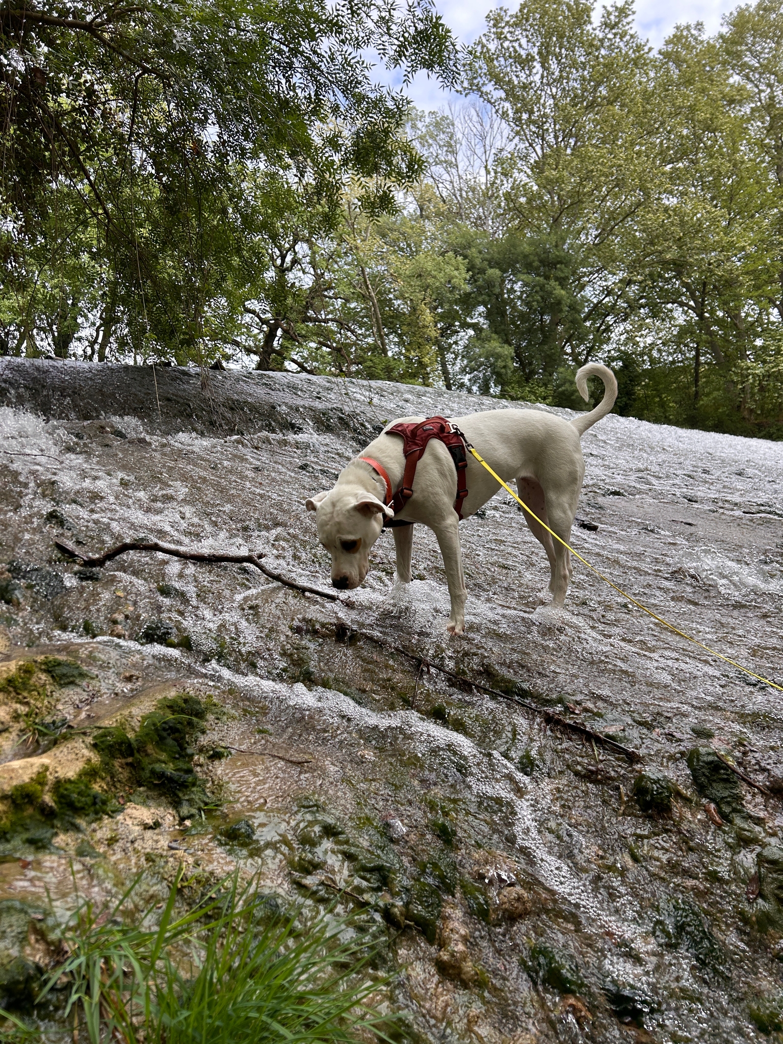 Photo Dog'In