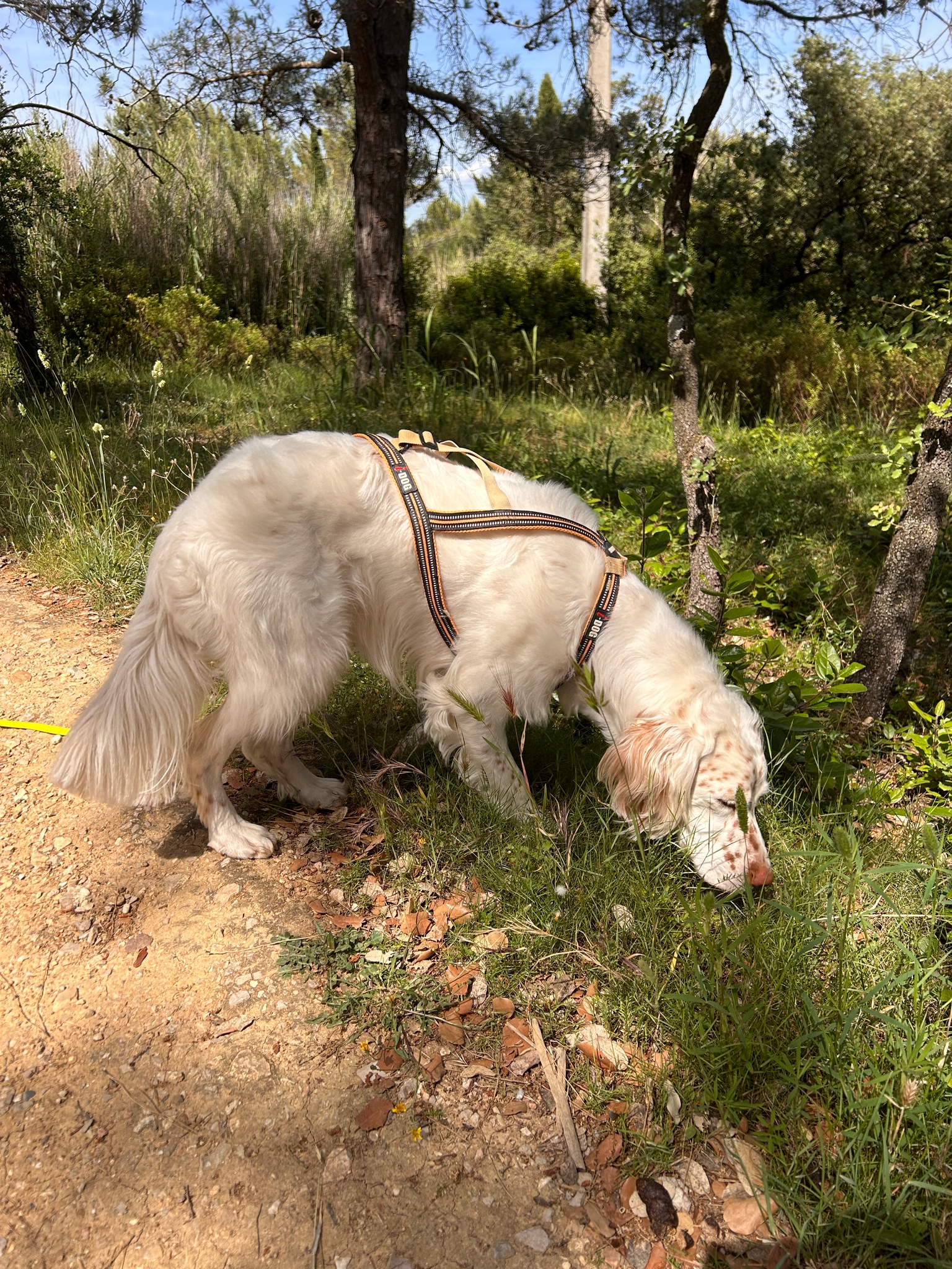 Photo Dog'In