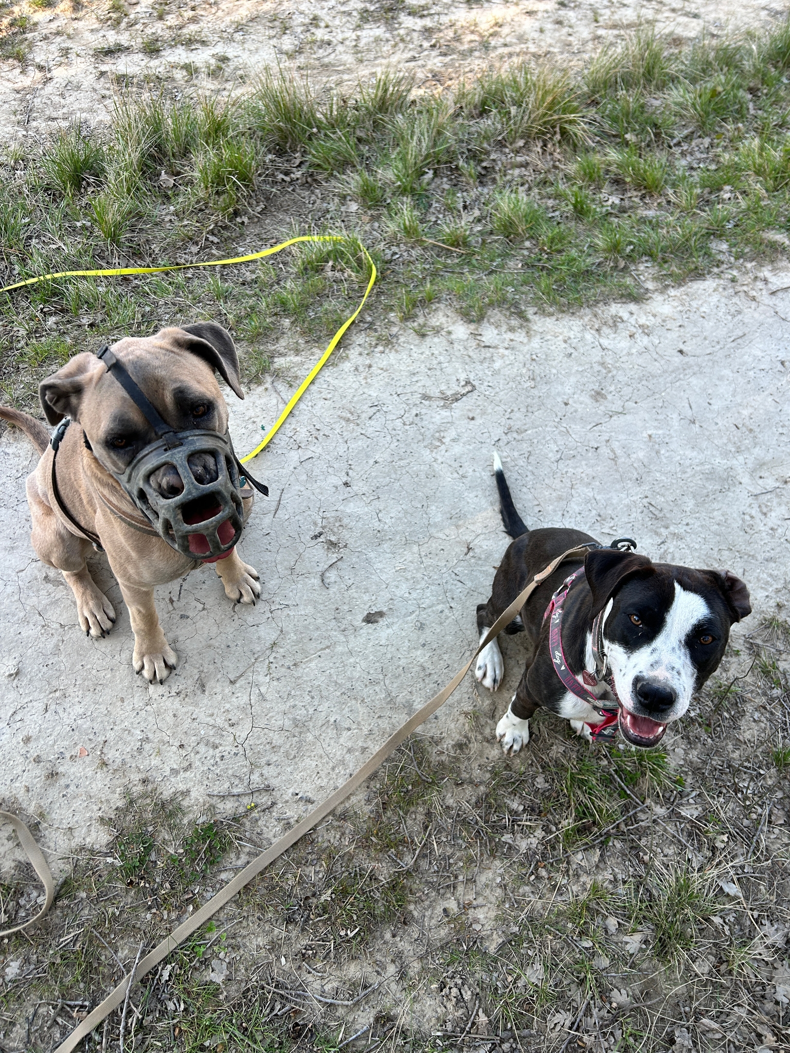 Photo Dog'In