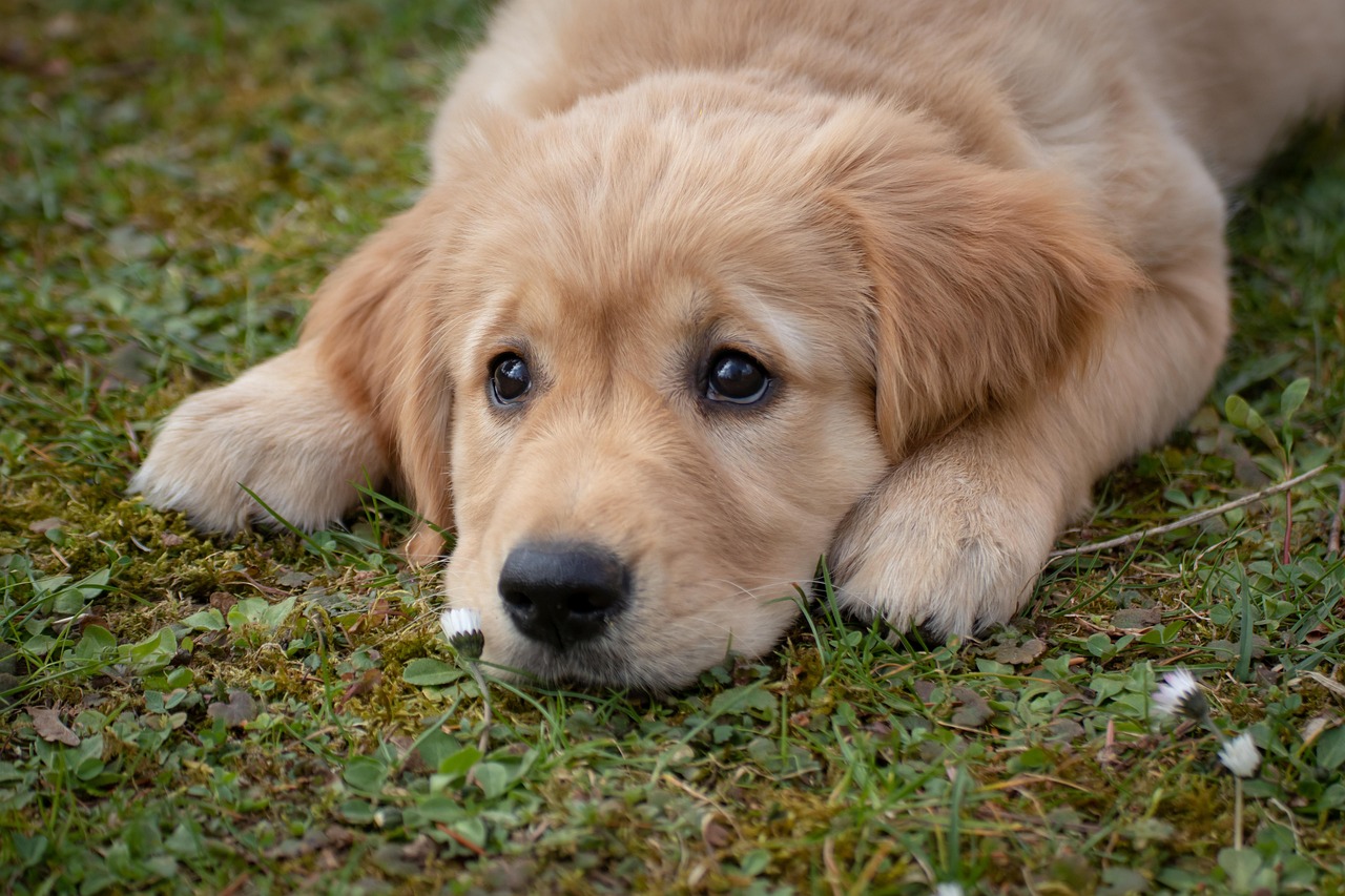 La socialisation du chiot : la clé d'un chien équilibré