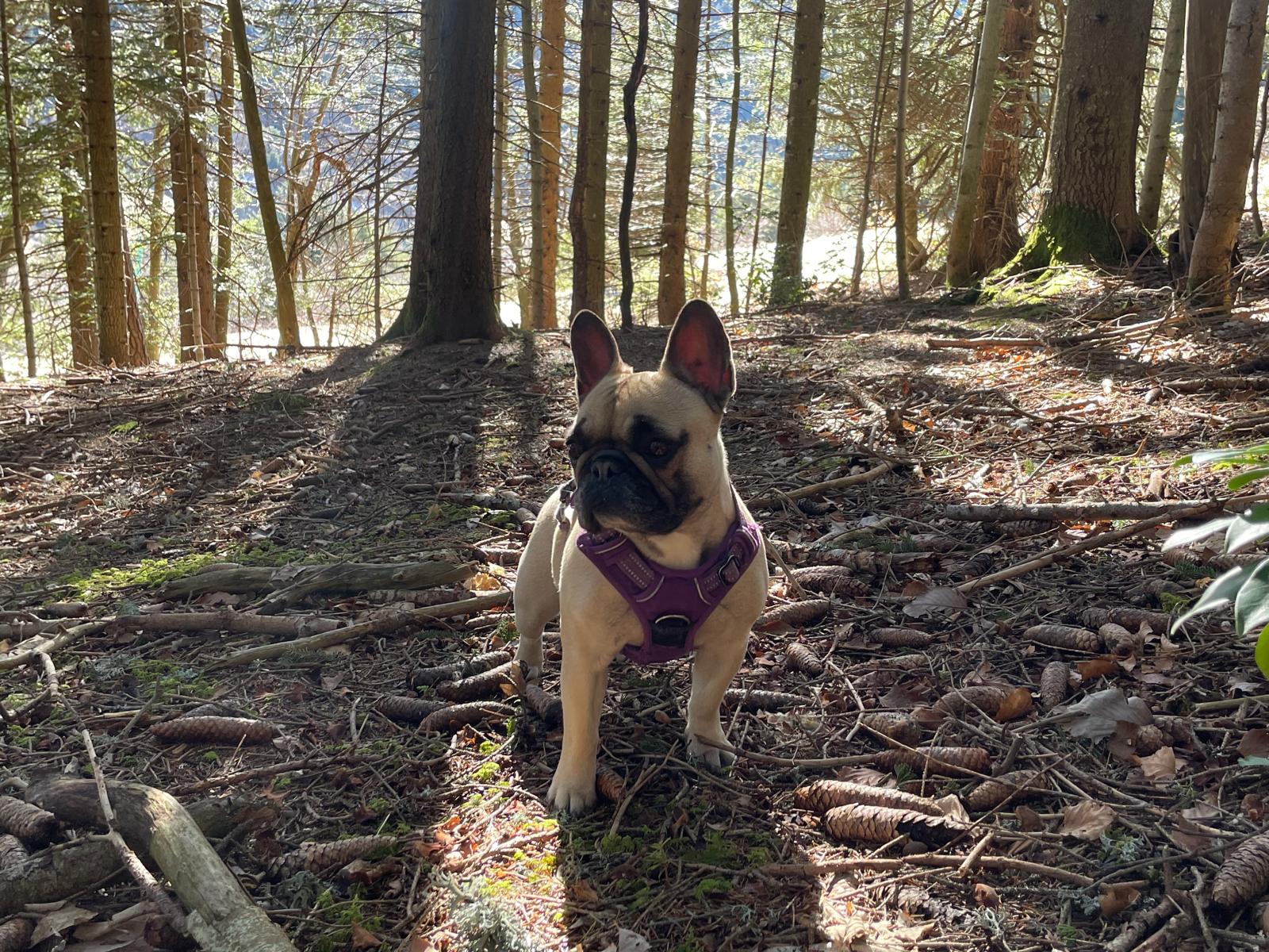 Photo Dog'In