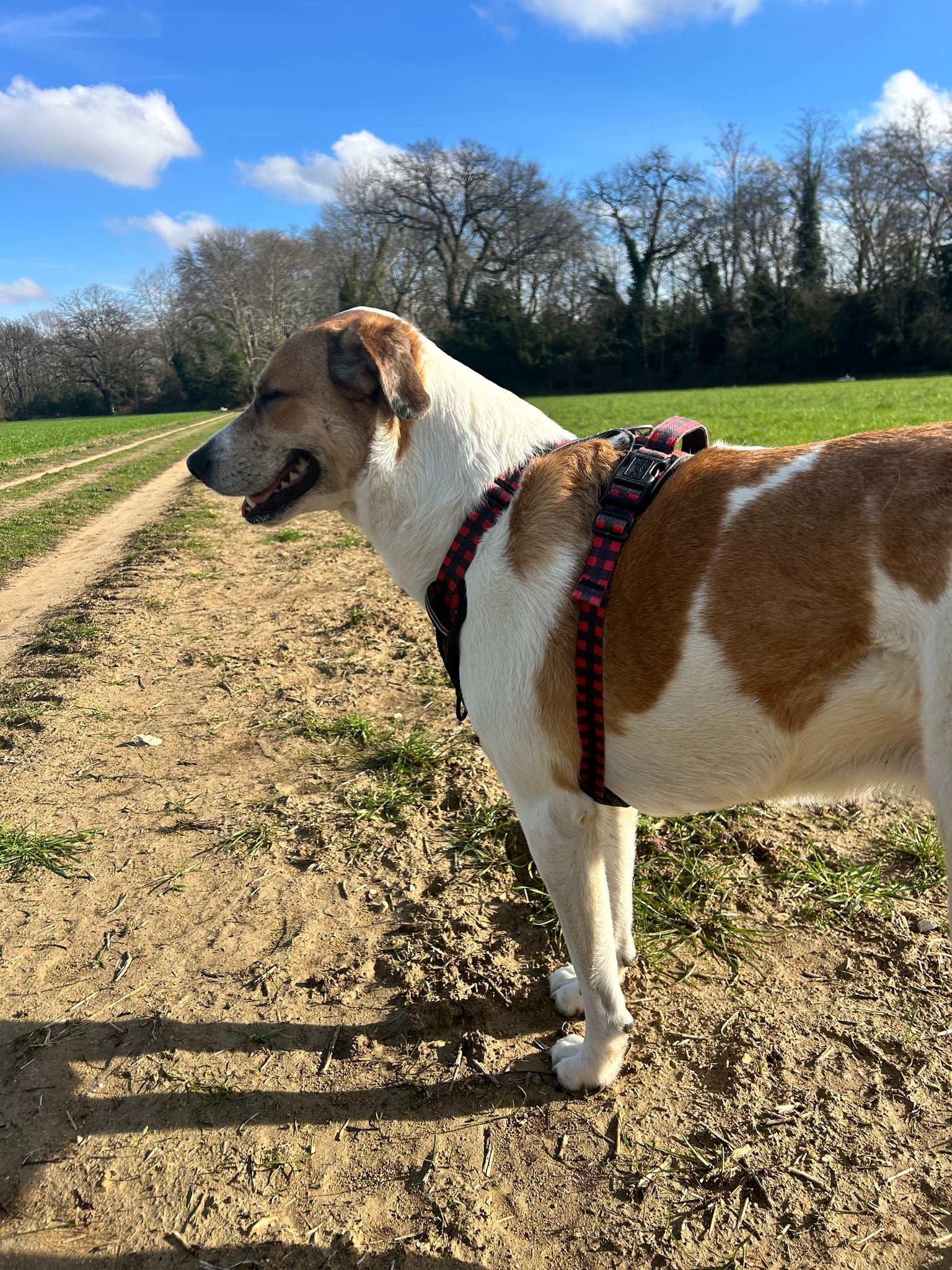 Photo Dog'In