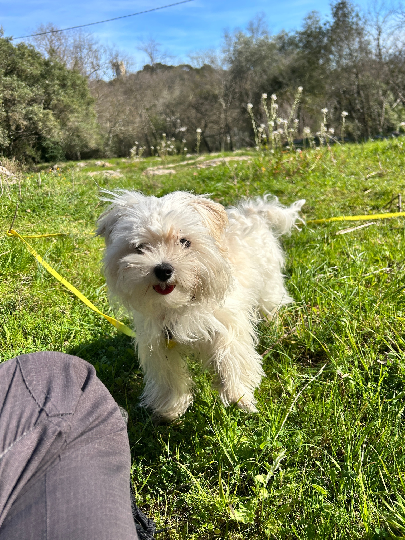Photo Dog'In