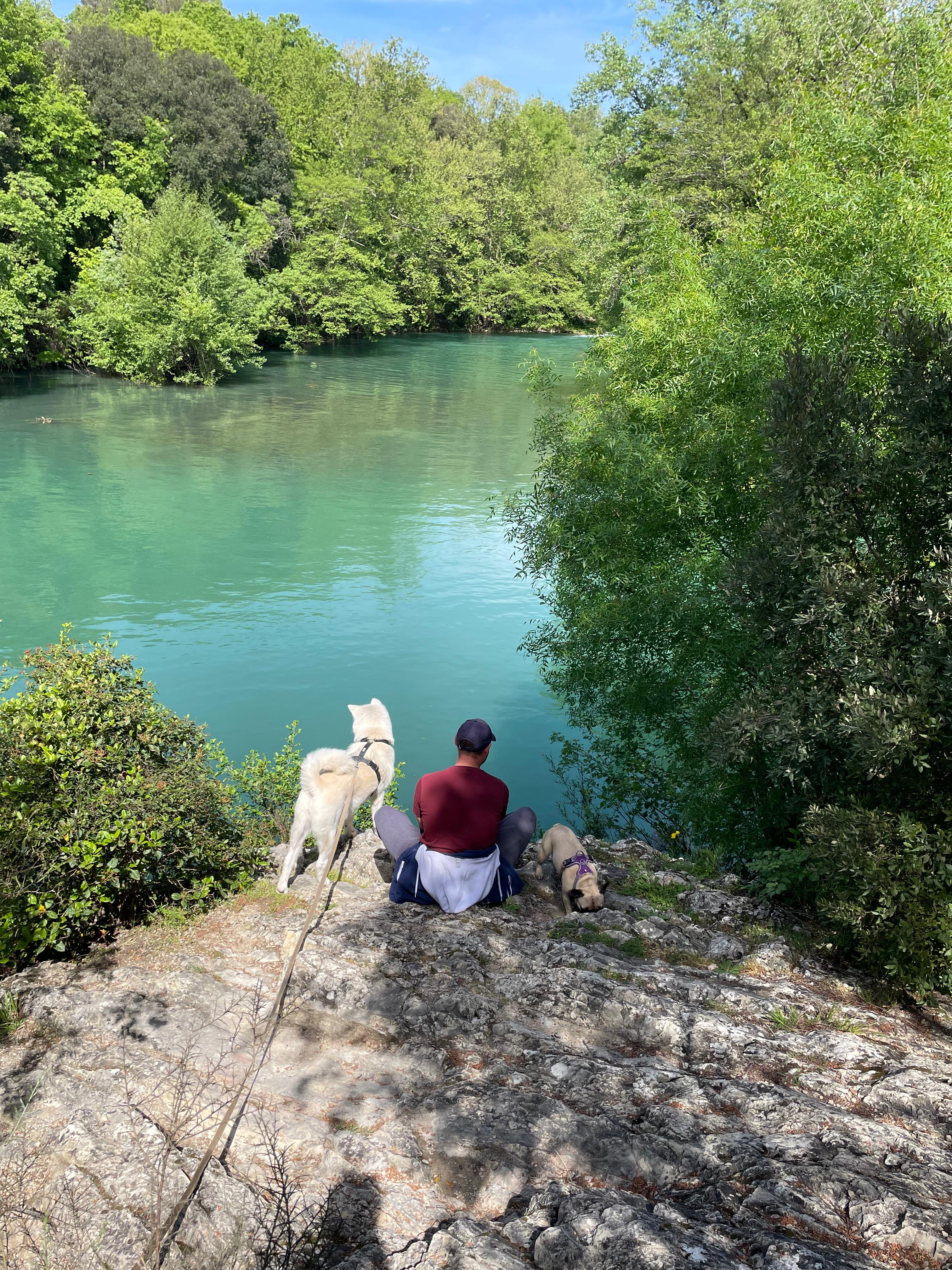 Photo Dog'In