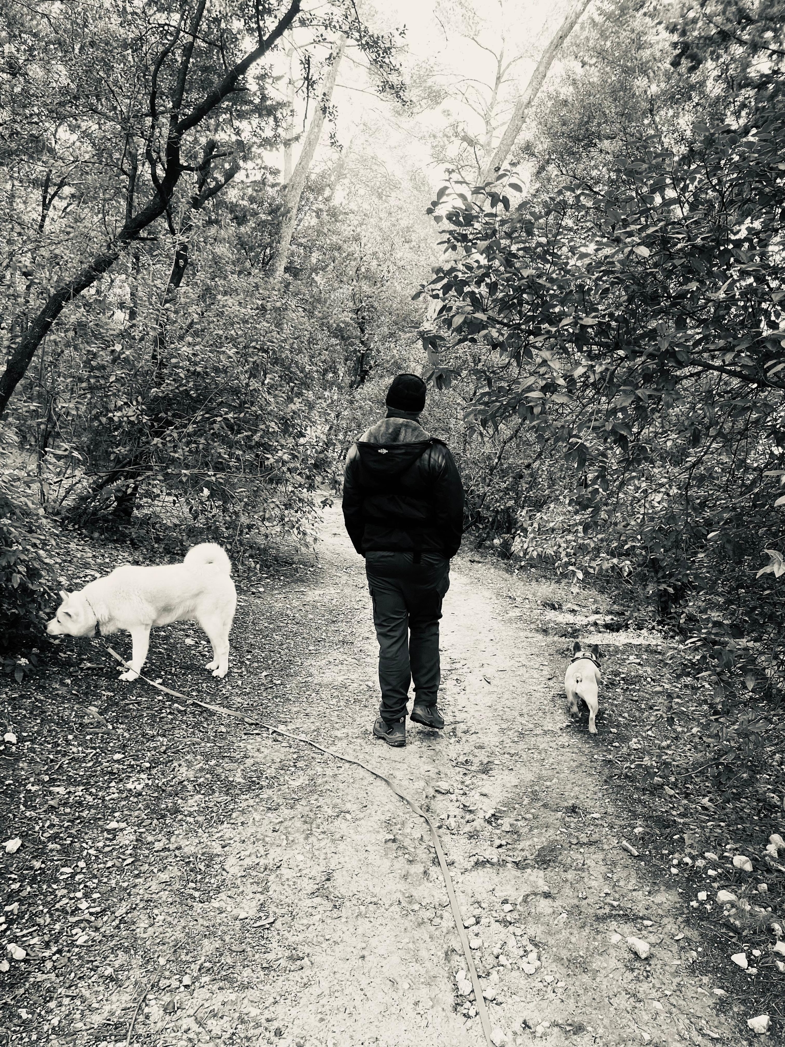 Photo Dog'In