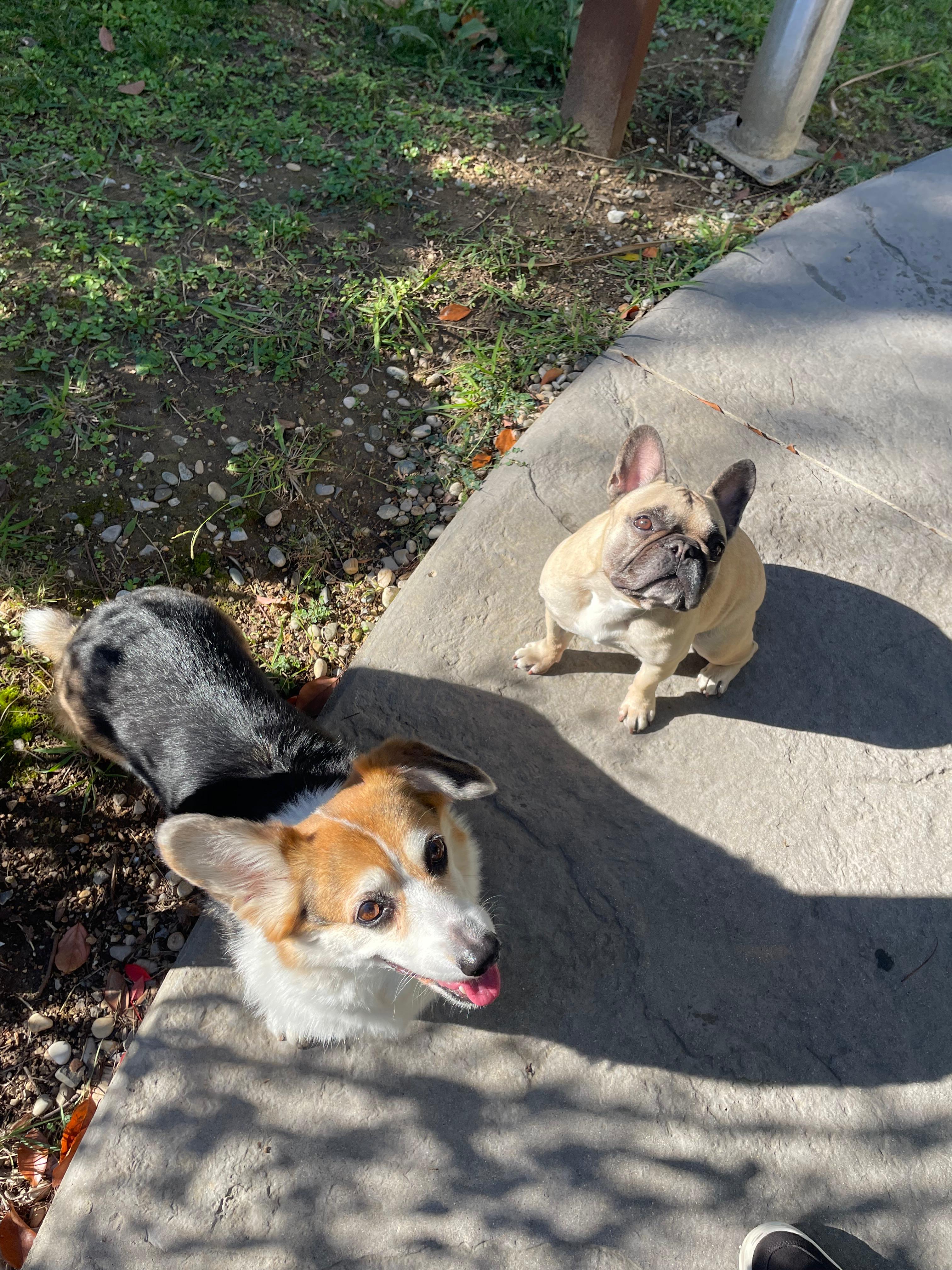 Photo Dog'In