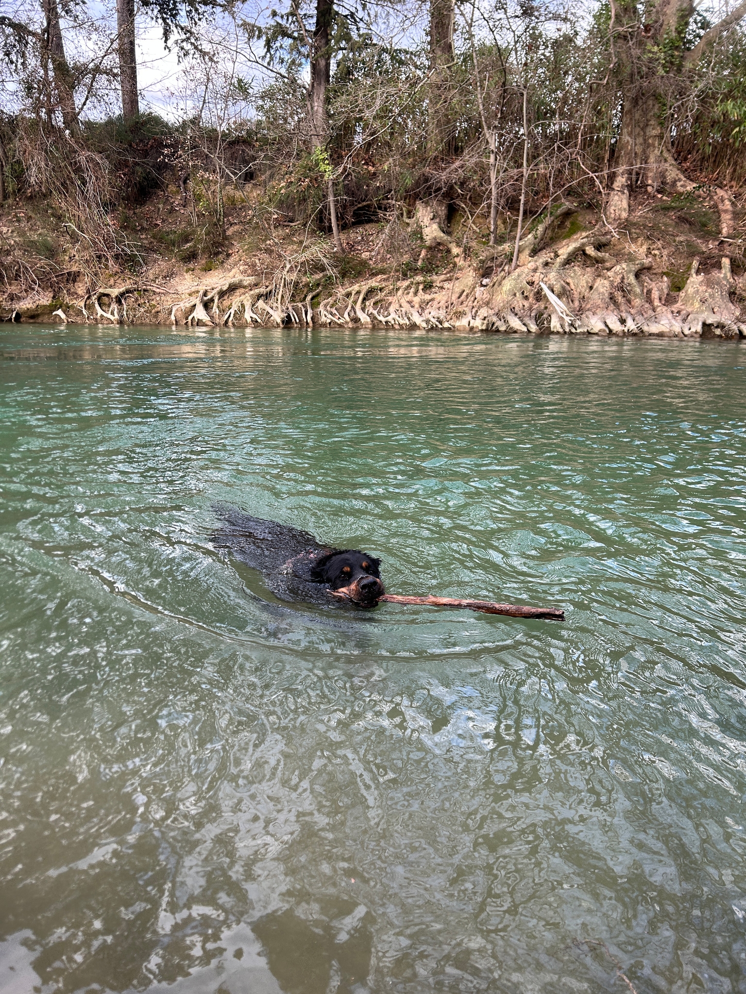 Photo Dog'In