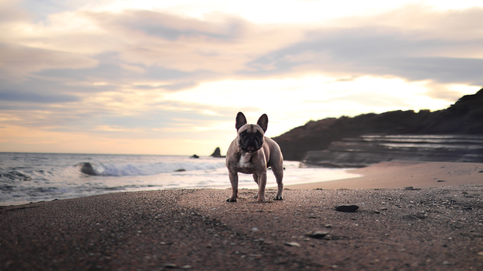 Photo Dog'In