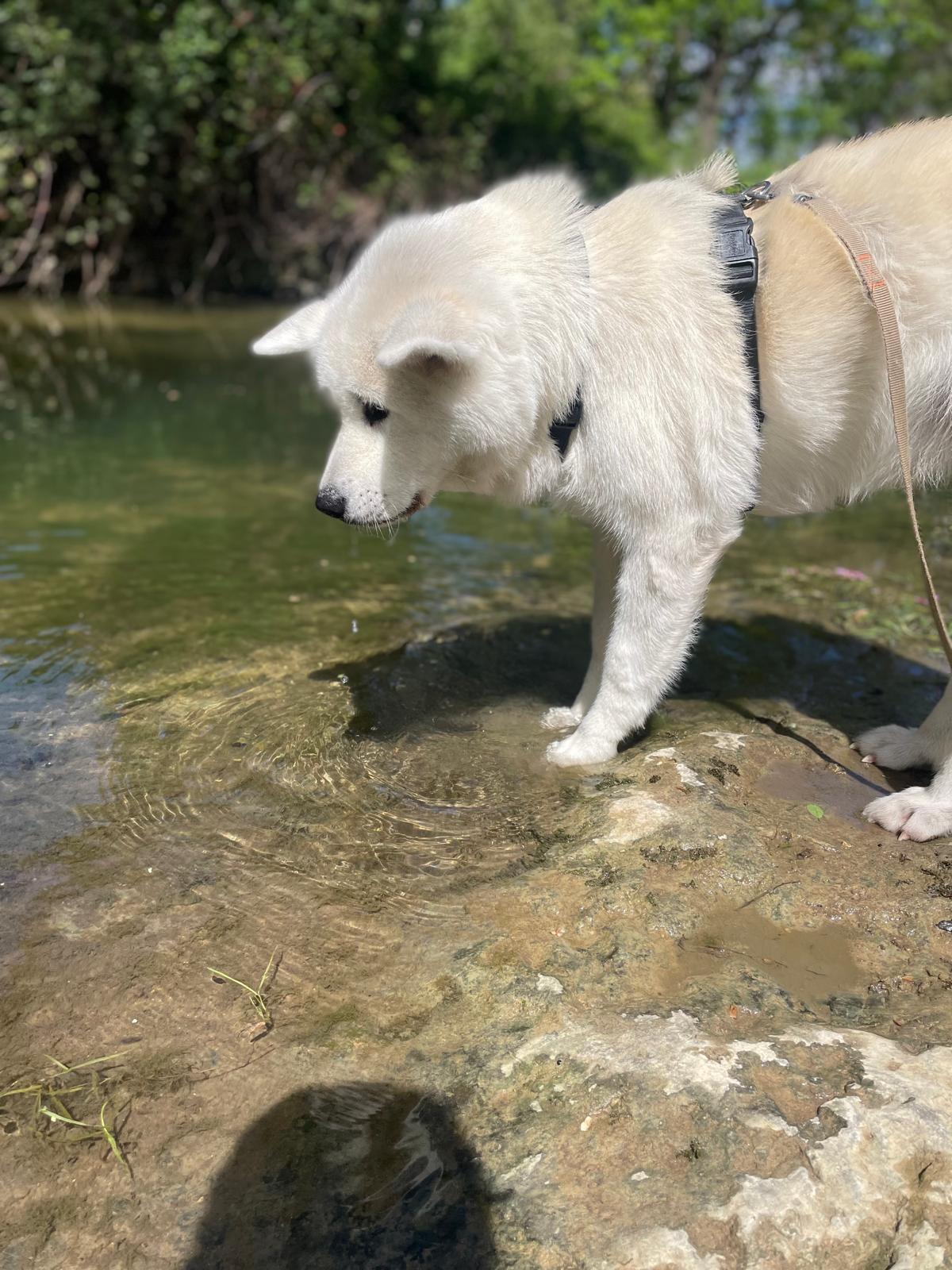 Photo Dog'In