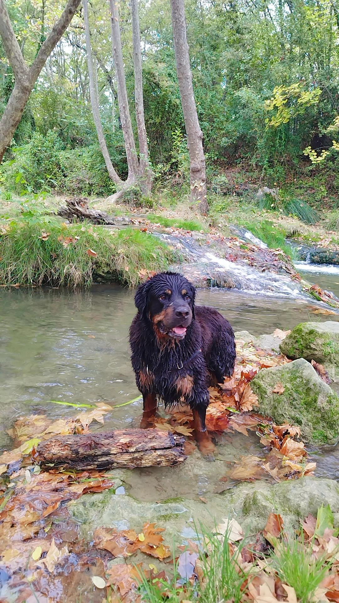 Photo Dog'In